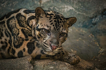  Borneo Clouded Leopard