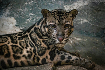  Borneo Clouded Leopard