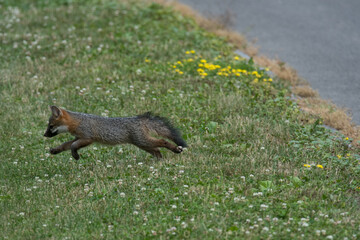 Common Gray Fox pup running onto the grass at a park