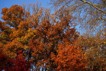 autumn in the forest