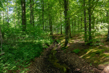 Fototapeta premium Water course in forest with leaf trees