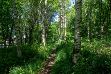 Path in the forest with leaf trees