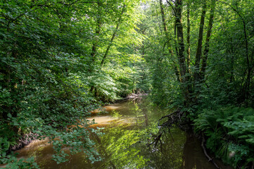Water course in forest with leafy trees
