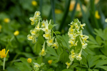 Corydalis Lutea, Delicate yellow tubular flowers with lacy foliage.