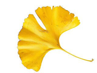 Naklejka premium Ginko leaf isolated on transparent background