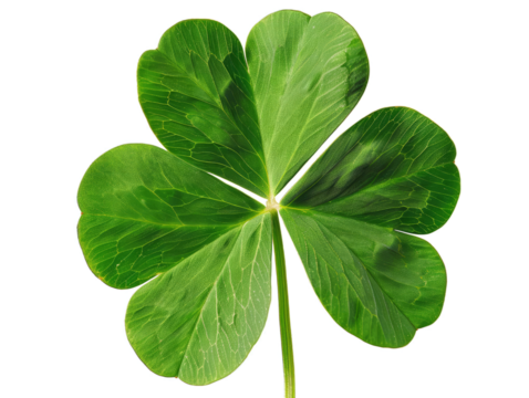 three leaf clover isolated on transparent background