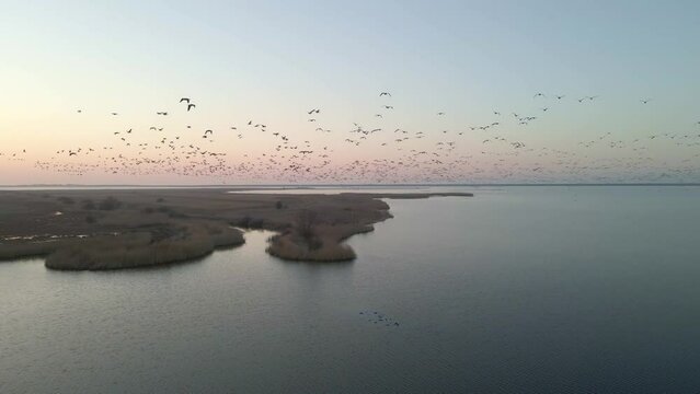 Aerial view of big flock of birds flying towards the sun in winter, Friesland, Netherlands