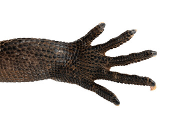 The front foot of Indonesian Giant Sailfin Dragon (Hydrosaurus microlophus). The species native to south Sulawesi Indonesia. It is the heaviest and longest species of sailfin lizard. PNG file.