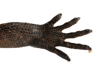 The front foot of Indonesian Giant Sailfin Dragon (Hydrosaurus microlophus). The species native to south Sulawesi Indonesia. It is the heaviest and longest species of sailfin lizard. PNG file.
