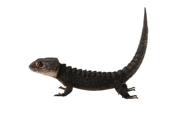 The Red-eyed Crocodile Skink - Tribolonotus gracilis, is a species of Skink endemic to New Guinea.