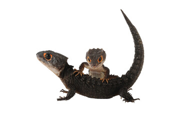 The Red-eyed Crocodile Skink - Tribolonotus gracilis, is a species of Skink endemic to New Guinea.