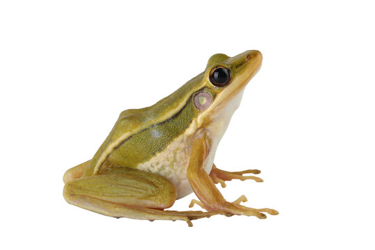 The Common Green Frog (Hylarana erythraea). It lives in Southeast Asia and is also known as Green Paddy Frog, Red-eared Frog or Leaf Frog.