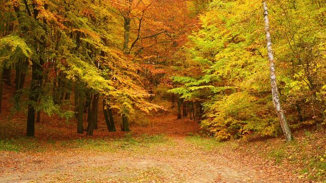 Autumn deciduous forest