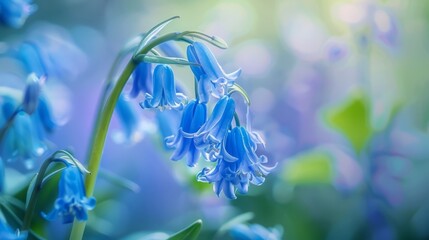 Beautiful bluebell flowers. Close-up of a сampanula branch. Natural background