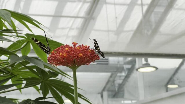 Zebra Longwing Butterflies on Tropical Flower