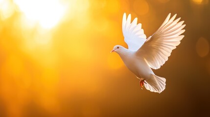 White Pigeon, White pigeon flying in nature