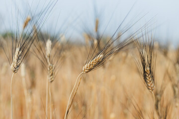 Summer barley field nearing harvest time