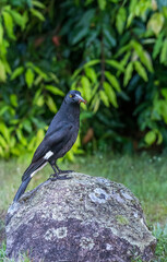 Pied Currawong sitting on a Stone and eating an Insect, Queensland, Australia.