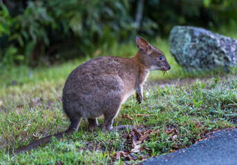 Wallaby Eating Grass next to the Road, Queensland, Australia.