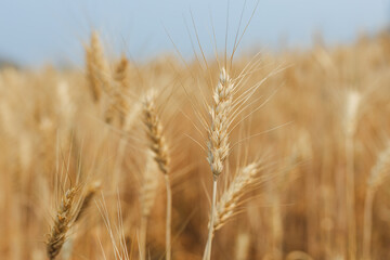 Summer barley field nearing harvest time