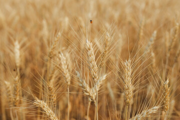 Summer barley field nearing harvest time