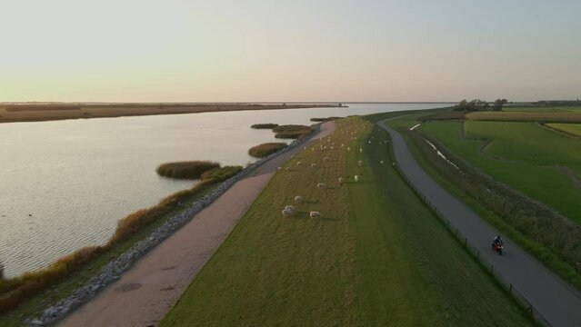 Aerial view of sheeps grazing on dutch dike at sunset, Friesland, Netherlands