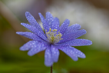 野に咲くイチリンソウ