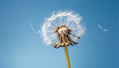  dandelion seed with background  © big bro