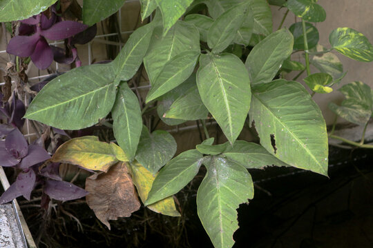 photo of views of fish leaves and plants in the afternoon towards evening