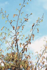 autumn leaves against blue sky