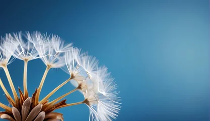 Kussenhoes dandelion seed with background  © big bro