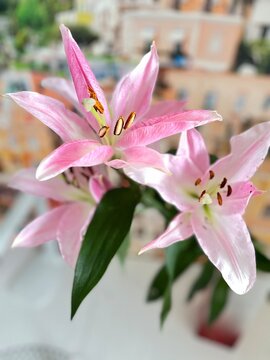 pink blooming Asian lily in a vase at home. Floral background