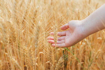 Summer barley field nearing harvest time