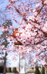 blossom cherry 