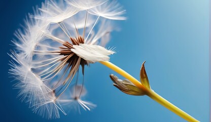 dandelion seed with background 