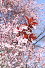Cherry Blossom 