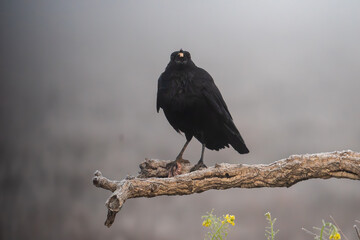Beautiful portrait of a black crow perched on a tree branch eating meat and grabbing more with its claw while looking straight ahead in a landscape with fog and vegetation in Spain, Europe