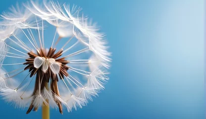 Rolgordijnen dandelion seed with background  © big bro