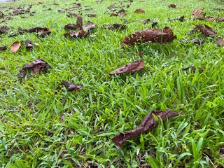 Obraz premium some grass a few birds and a couple brown cones on the ground