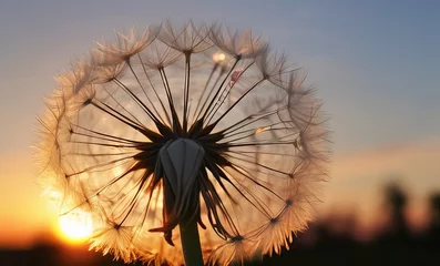Foto op Plexiglas dandelion seed with background  © big bro
