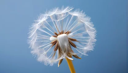 Fotobehang dandelion seed with background  © big bro