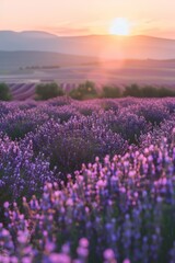 Fototapeta premium A serene field of lavender flowers bathed in the warm glow of the setting sun, creating a picturesque scene of beauty and tranquility