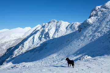 Panoramic of the Sierra de los Ancares with Labrador Retriever in the foreground