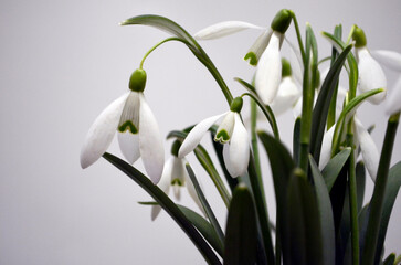 Fototapeta premium Snowdrop Flowers