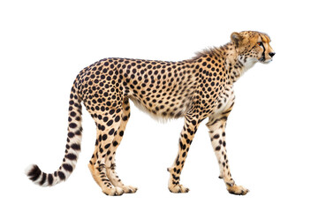 Cheetah Grace on transparent background,