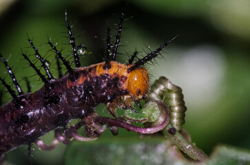 Macro photo of a hairy caterpillar on a leaf. Concepts of  insects and nature. 