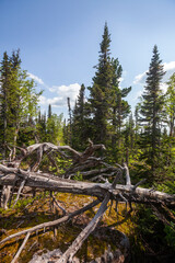 Dead dry trees in the taiga in Mountain Shoria. Kemerovo region, Kuzbass, Russia - 758838715