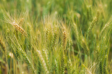 Summer barley field nearing harvest time