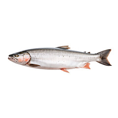 whole-salmon isolated on transparent background