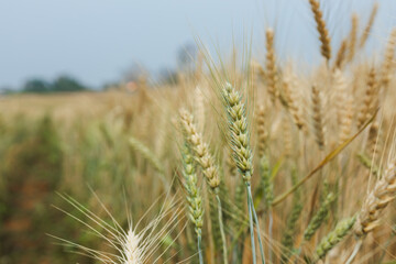 Summer barley field nearing harvest time